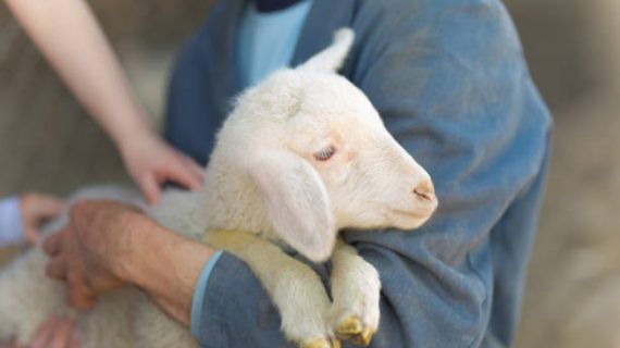 Unrecognizable man holding little lamb